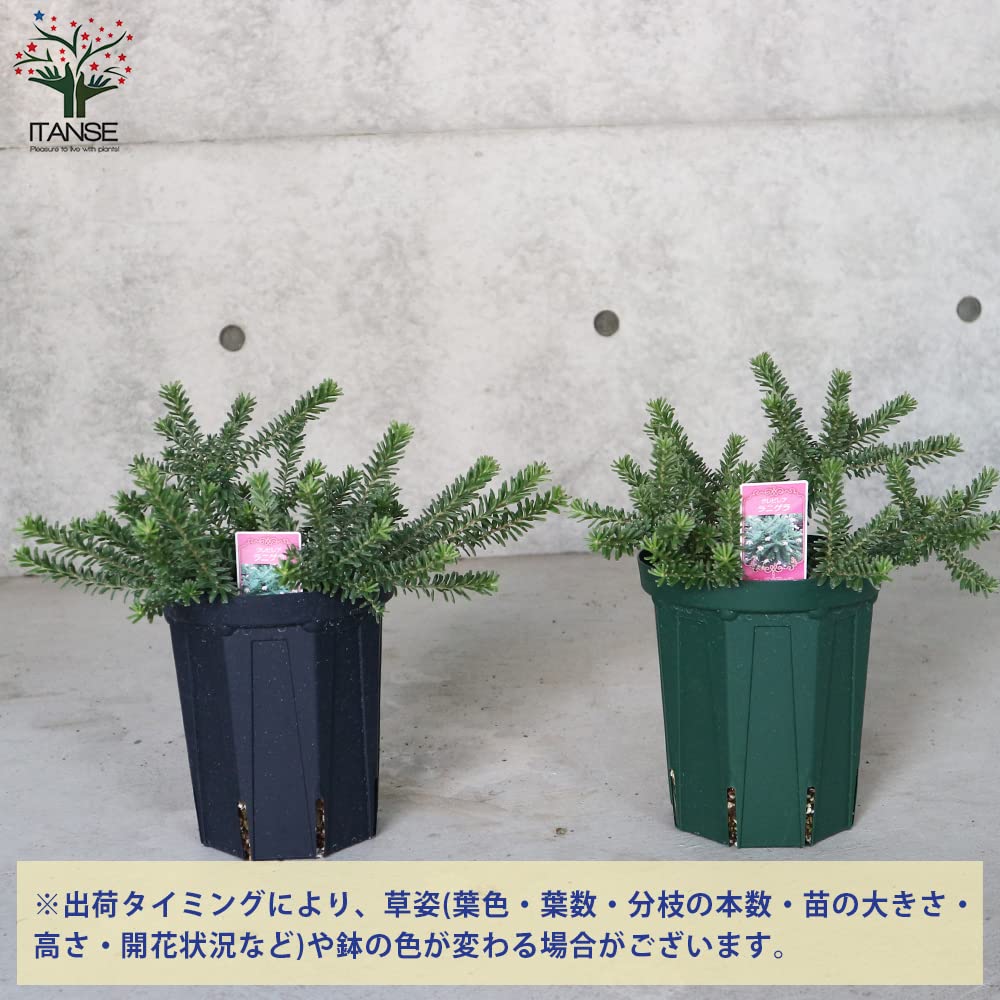 Amazon.co.jp: グレビレア・ラニゲラタンボリーサ 5号鉢大苗